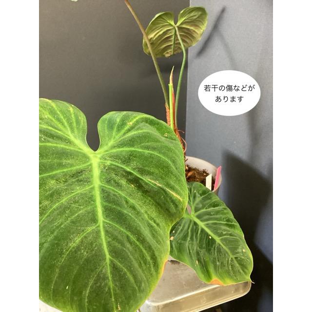 現品 限定品レア品種 観葉植物 熱帯植物 フィロデンドロン ルビ