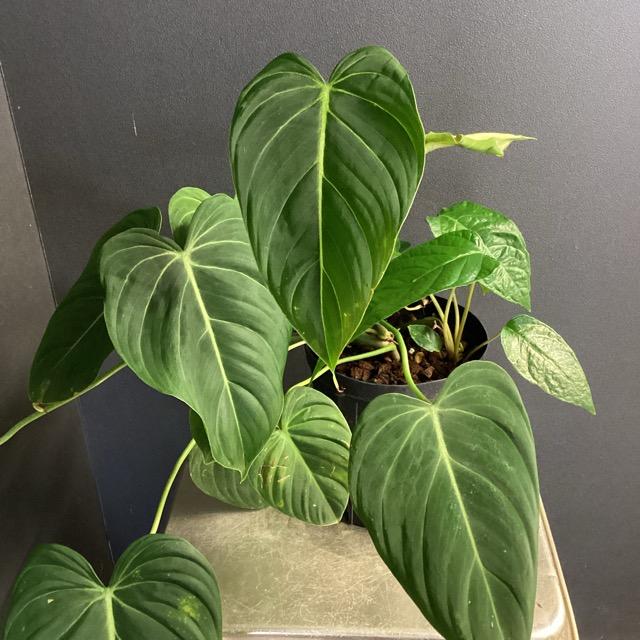 限定品 レア品種 観葉植物 熱帯植物 フィロデンドロン グロリアス 希少