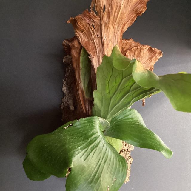 現品 大株 着生植物 観葉植物 コウモリラン ビカクシダ ネプチューン