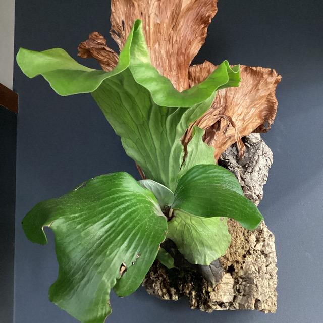 現品 大株 着生植物 観葉植物 コウモリラン ビカクシダ ネプチューン