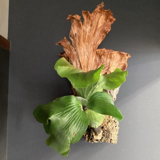 現品 大株 着生植物 観葉植物 コウモリラン ビカクシダ ネプチューン