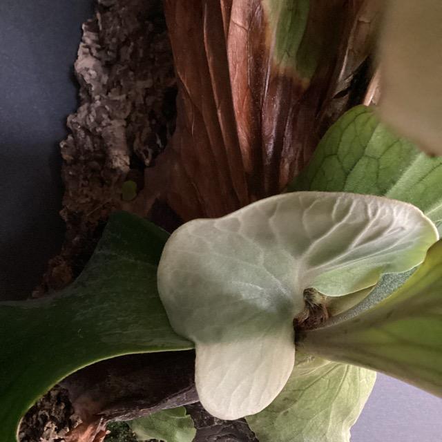 現品 大株 着生植物 観葉植物 コウモリラン ビカクシダ ネプチューン