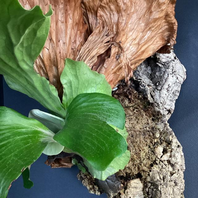 現品 大株 着生植物 観葉植物 コウモリラン ビカクシダ ネプチューン