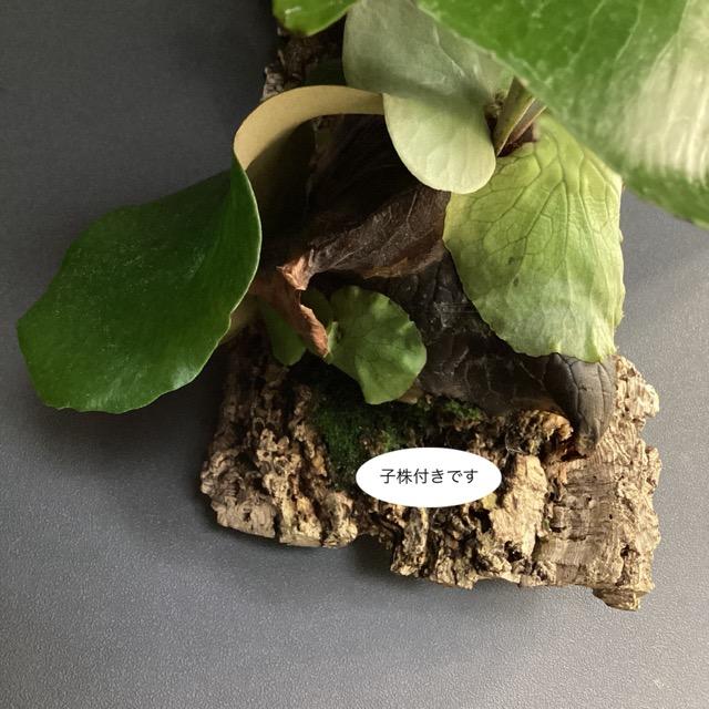 現品 大株 着生植物 観葉植物 コウモリラン ビカクシダ ネプチューン