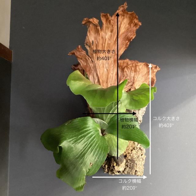 現品 大株 着生植物 観葉植物 コウモリラン ビカクシダ ネプチューン