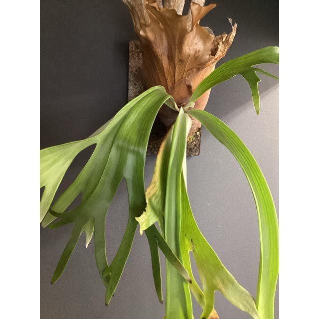 現品 大株 着生植物 観葉植物 コウモリラン ビカクシダ ウィリンキー