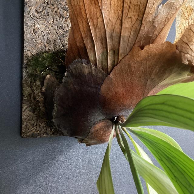 大株 着生植物 観葉植物 コウモリラン ビカクシダ ウィリンキー フェゴ 
