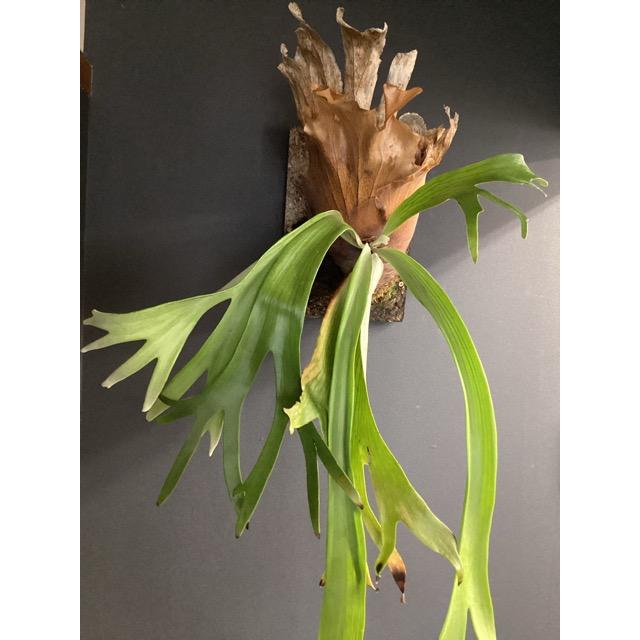 現品 大株 着生植物 観葉植物 コウモリラン ビカクシダ ウィリンキー