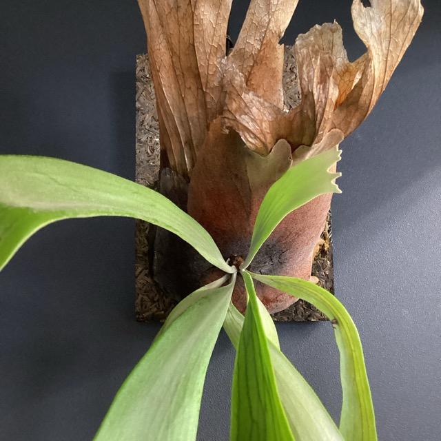 大株 着生植物 観葉植物 コウモリラン ビカクシダ ウィリンキー フェゴ 