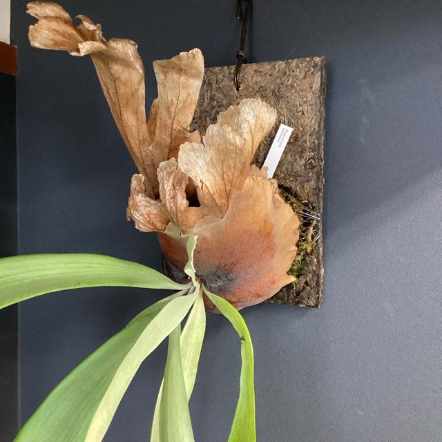 大株 着生植物 観葉植物 コウモリラン ビカクシダ ウィリンキー フェゴ 