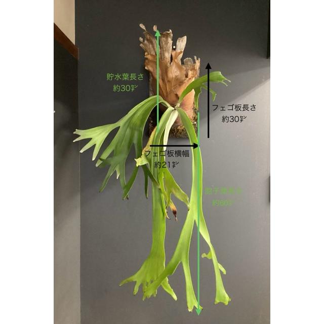 現品 大株 着生植物 観葉植物 コウモリラン ビカクシダ ウィリンキー