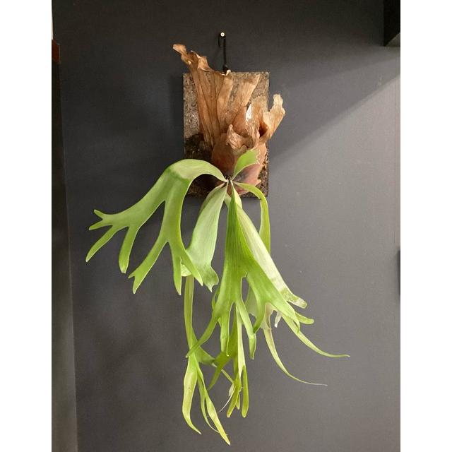 大株 着生植物 観葉植物 コウモリラン ビカクシダ ウィリンキー フェゴ 