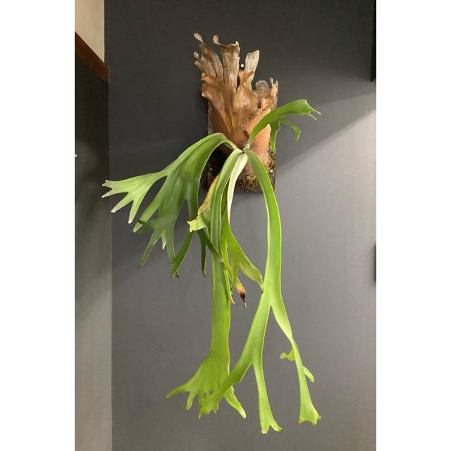 現品 大株 着生植物 観葉植物 コウモリラン ビカクシダ ウィリンキー