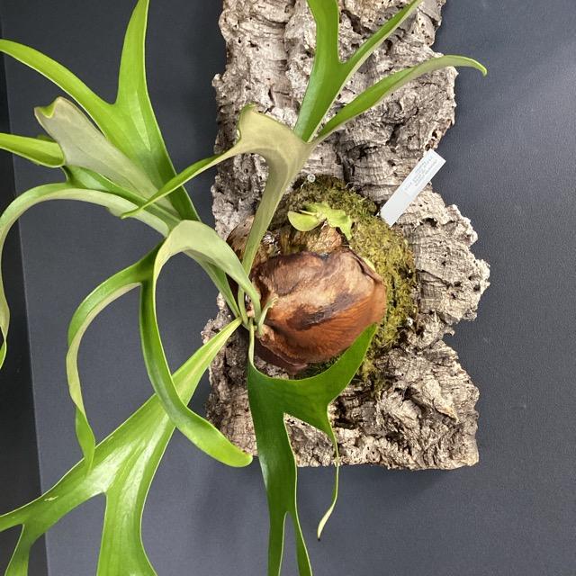 大株 着生植物 観葉植物 コウモリラン ビカクシダ アフリカアルシ