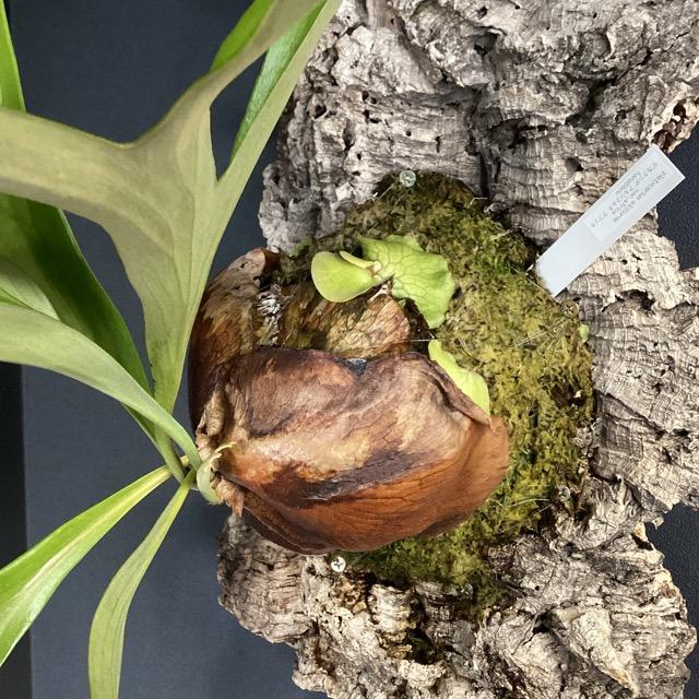 大株 着生植物 観葉植物 コウモリラン ビカクシダ アフリカアルシ