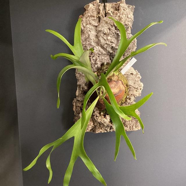大株 着生植物 観葉植物 コウモリラン ビカクシダ アフリカアルシ