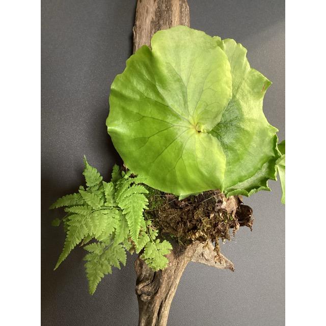 植物・コウモリラン・ビカクシダ(マウントキッチャクード)
