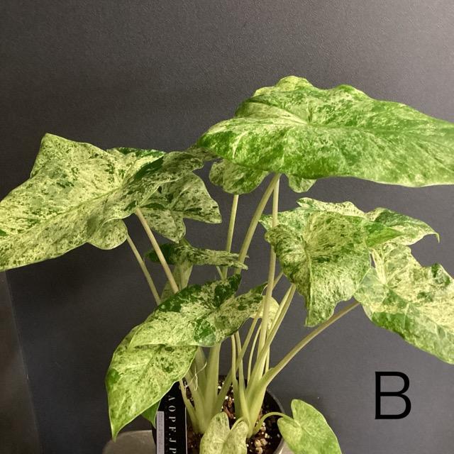 選べる レア品種 観葉植物 熱帯植物 アロカシア マクロリゾス