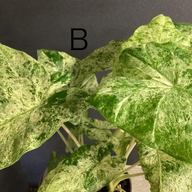 選べる レア品種 観葉植物 熱帯植物 アロカシア マクロリゾス