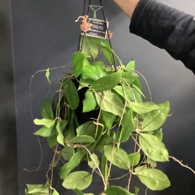 その他観葉植物 HoyaChiken Farm レア品種 観葉植物 熱帯植物 ホヤ チキンファーム インテリア 素敵な