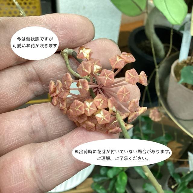 レア品種 観葉植物 熱帯植物 ホヤ チキンファーム インテリア 素敵な