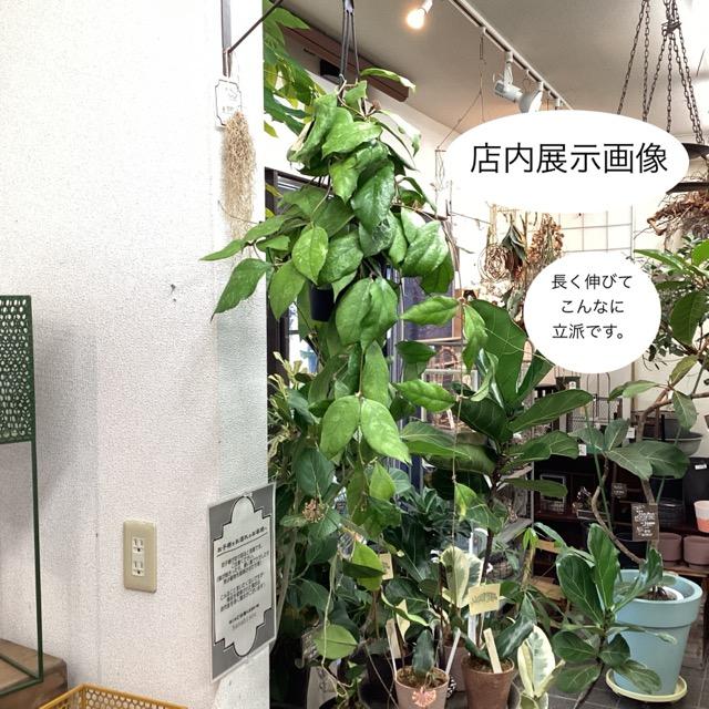 その他観葉植物 HoyaChiken Farm レア品種 観葉植物 熱帯植物 ホヤ チキンファーム インテリア 素敵な