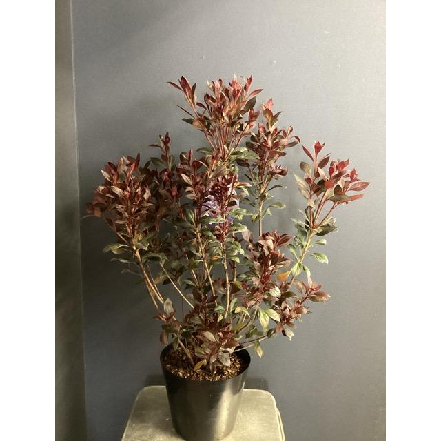観葉植物 赤葉ツツジ カッパーエバー インテリア 素敵なプランツ 素敵
