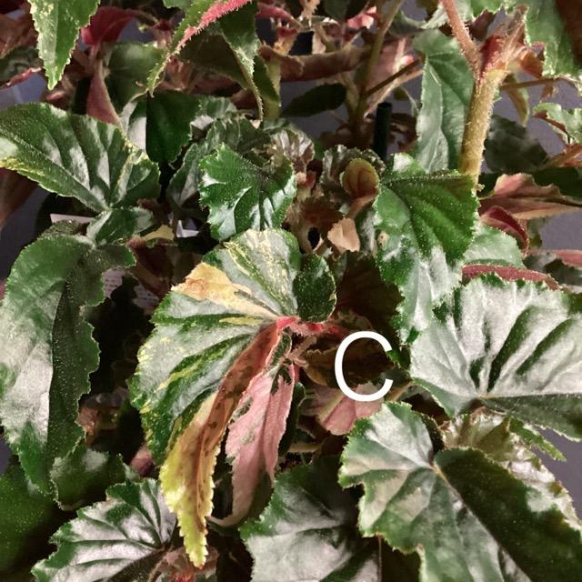 選べる レア品種 観葉植物 熱帯植物 木立 ベゴニア ジニー銀河 斑入り