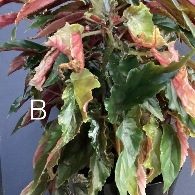 選べる レア品種 観葉植物 熱帯植物 木立 ベゴニア ジニー銀河 斑入り