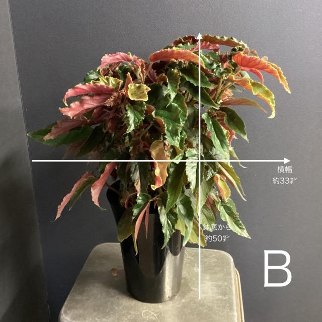 選べる レア品種 観葉植物 熱帯植物 木立 ベゴニア ジニー銀河 斑入り