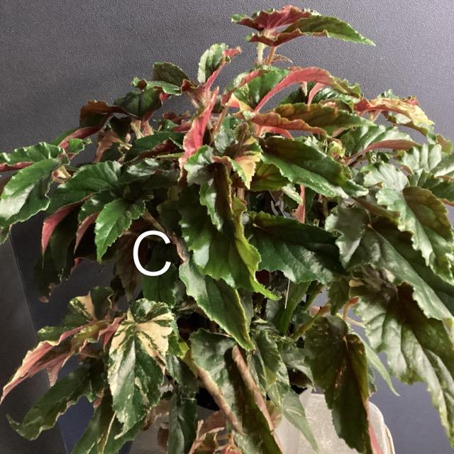 選べる レア品種 観葉植物 熱帯植物 木立 ベゴニア ジニー銀河 斑入り