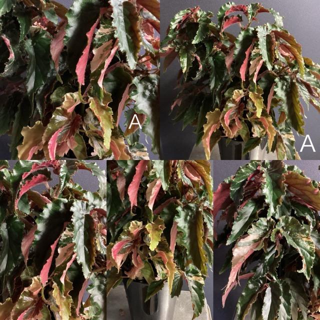 選べる レア品種 観葉植物 熱帯植物 木立 ベゴニア ジニー銀河 斑入り
