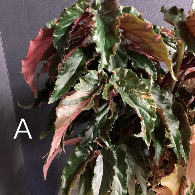 選べる レア品種 観葉植物 熱帯植物 木立 ベゴニア ジニー銀河 斑入り