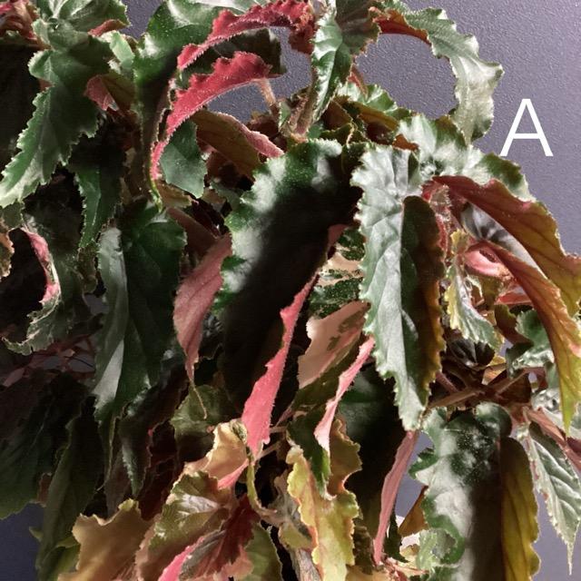 選べる レア品種 観葉植物 熱帯植物 木立 ベゴニア ジニー銀河 斑入り