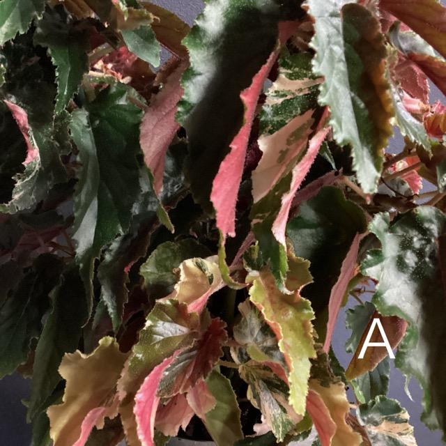 選べる レア品種 観葉植物 熱帯植物 木立 ベゴニア ジニー銀河 斑入り