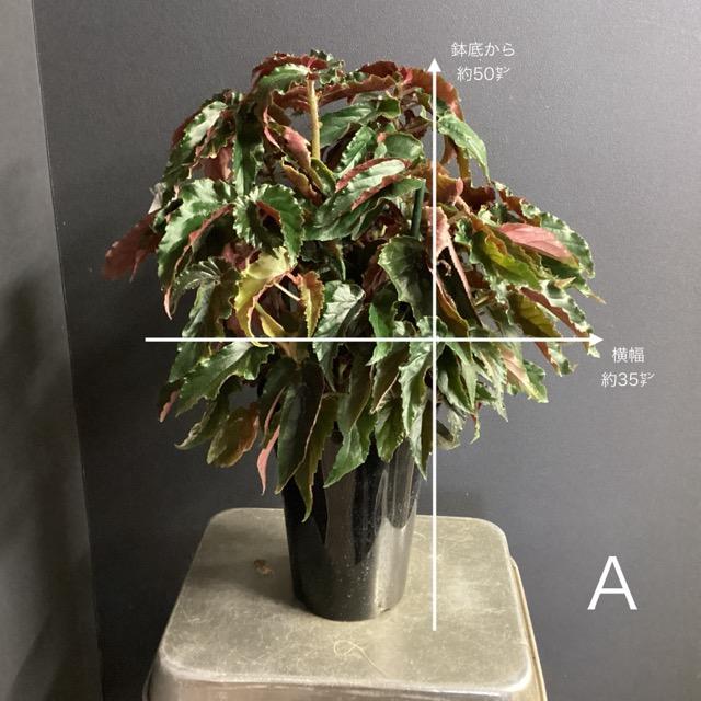 選べる レア品種 観葉植物 熱帯植物 木立 ベゴニア ジニー銀河 斑入り