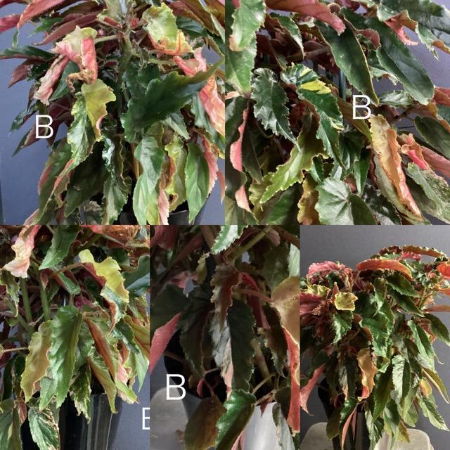 選べる レア品種 観葉植物 熱帯植物 木立 ベゴニア ジニー銀河 選べる レア品種 観葉植物 熱帯植物 木立 ベゴニア ジニー銀河