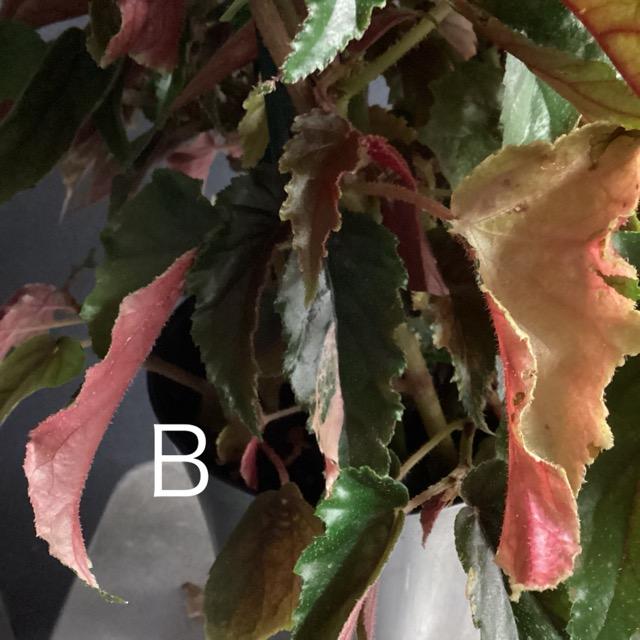 選べる レア品種 観葉植物 熱帯植物 木立 ベゴニア ジニー銀河 選べる レア品種 観葉植物 熱帯植物 木立 ベゴニア ジニー銀河