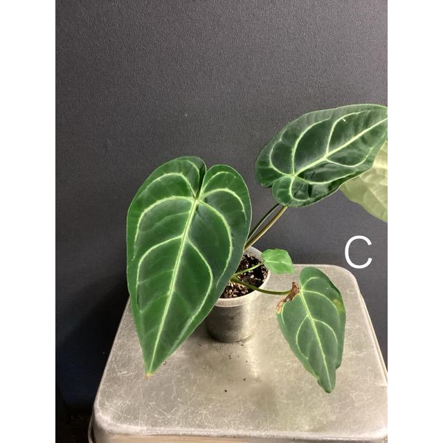 選べる レア品種 観葉植物 熱帯植物 アンスリウム レガレ 原種