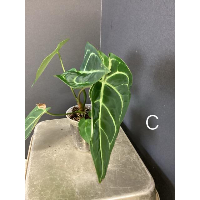選べる レア品種 観葉植物 熱帯植物 アンスリウム レガレ 原種