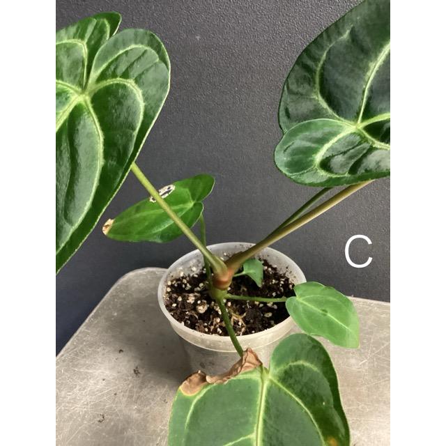 選べる レア品種 観葉植物 熱帯植物 アンスリウム レガレ 原種