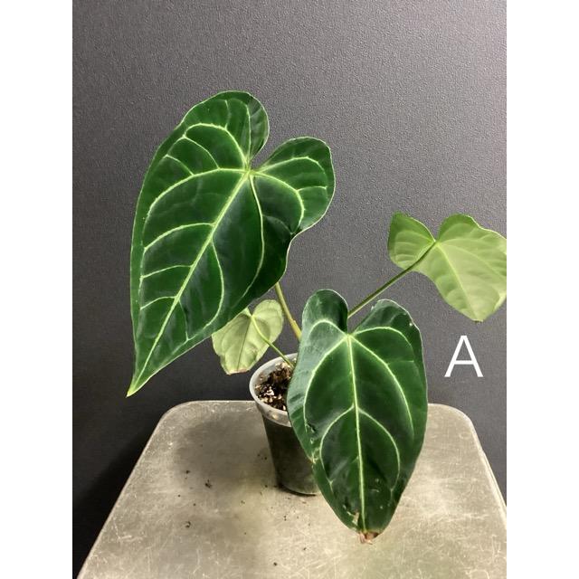 選べる レア品種 観葉植物 熱帯植物 アンスリウム レガレ 原種