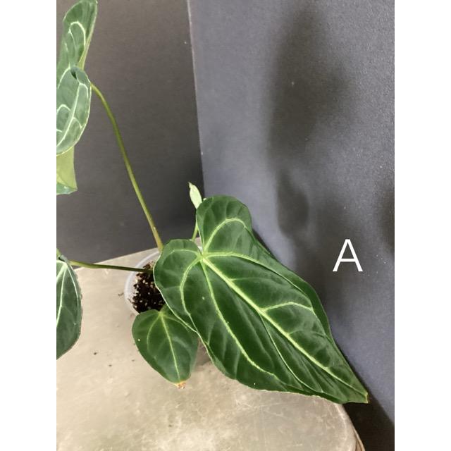 選べる レア品種 観葉植物 熱帯植物 アンスリウム レガレ 原種