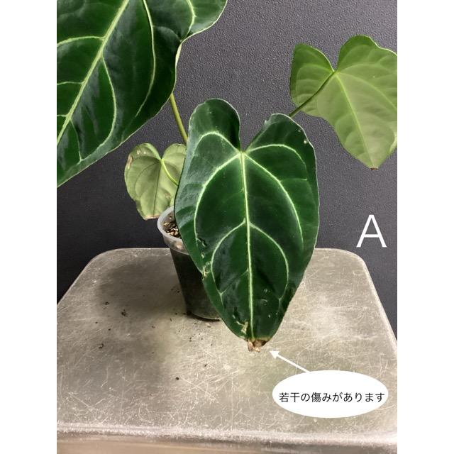 選べる レア品種 観葉植物 熱帯植物 アンスリウム レガレ 原種