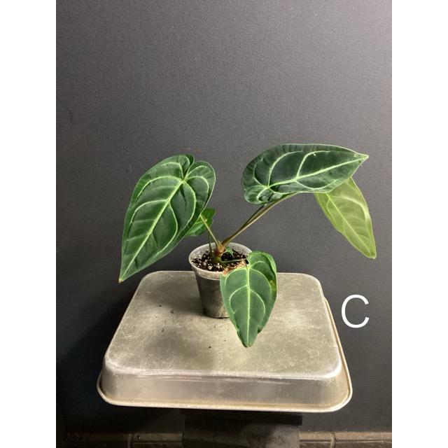 選べる レア品種 観葉植物 熱帯植物 アンスリウム レガレ 原種