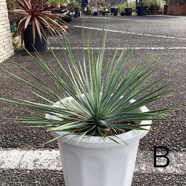 選べる 観葉植物 ユッカ ロストラータ インテリア 素敵なプランツ 素敵