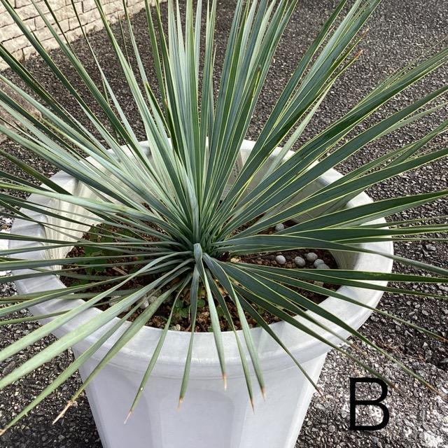 選べる 観葉植物 ユッカ ロストラータ インテリア 素敵なプランツ 素敵