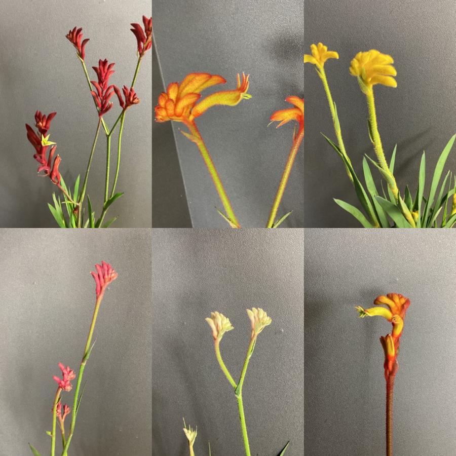 オーストラリア植物 観葉植物 アニゴザントス カンガルーポー