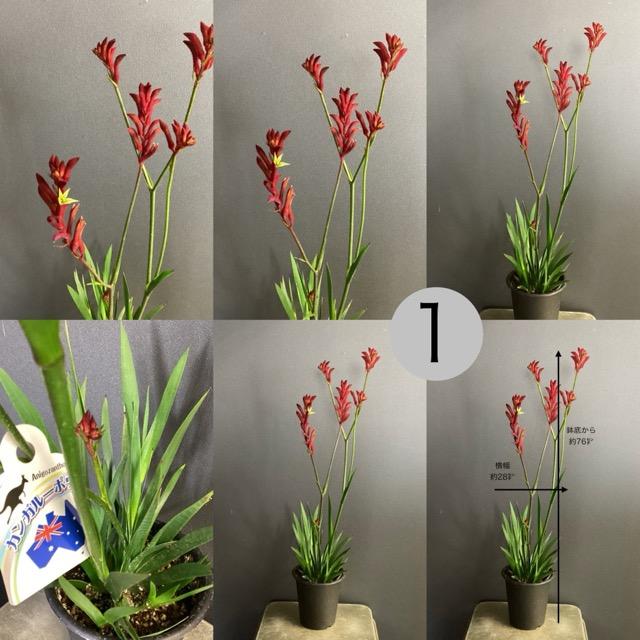 カンガルーポー　アゴニザントス　オージープランツ　5号　４鉢セット 日本花キ流通 予約販売 カンガルーポー オージースピリット