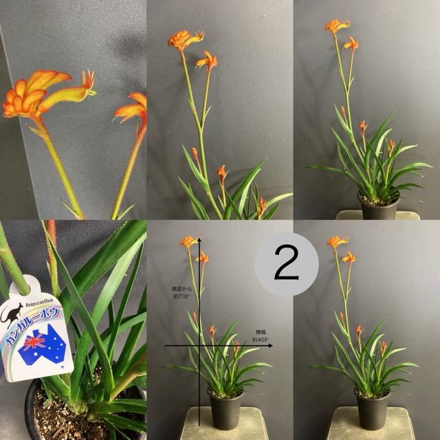 オーストラリア植物 観葉植物 アニゴザントス カンガルーポー